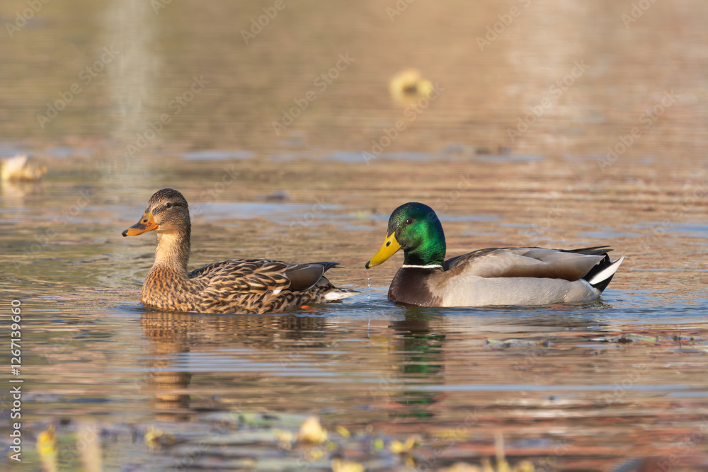 Obraz premium The Mallard is a widespread dabbling duck with iridescent green-headed males and mottled brown females, inhabiting wetlands, and feeding on plants, insects, and small aquatic creatures.