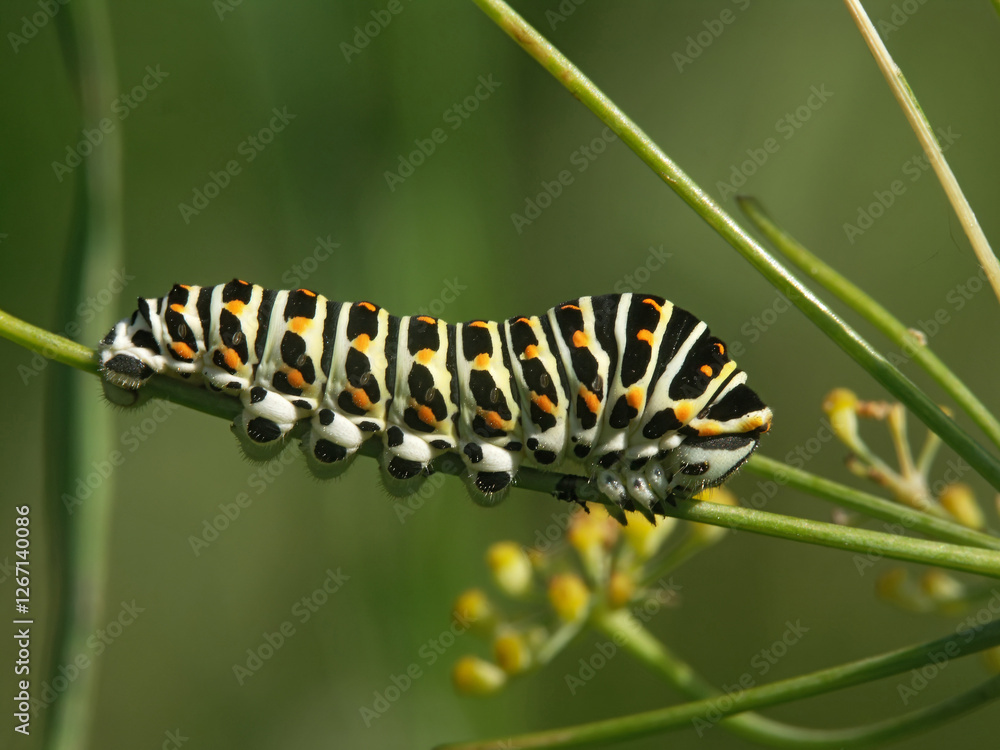 Closeup on a colorful caterpillar of the European swallowtail butterfly, Papilio machaon Closeup on a colorful caterpillar of the European swallowtail butterfly, Papilio machaon