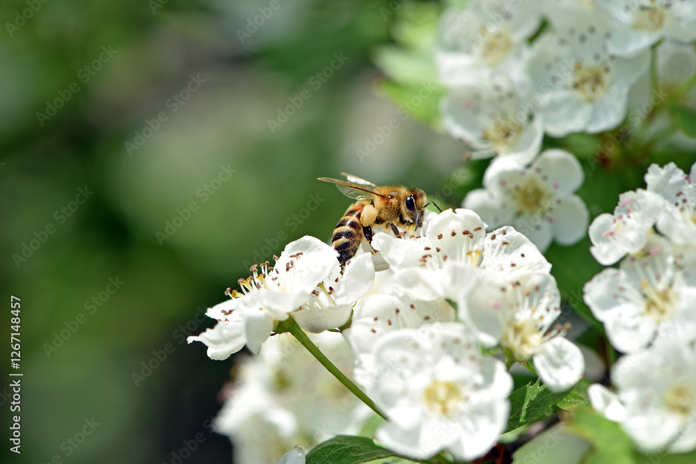 bee on a flowering tree. honey bees pollinating white blossoms of a pear tree. insect in nature, spring season. bee on the flowers of the orchard. close-up, macro photo. insects at work. spring time. bee on a flowering tree. honey bees pollinating white blossoms of a pear tree. insect in nature, spring season. bee on the flowers of the orchard. close-up, macro photo. insects at work. spring time.