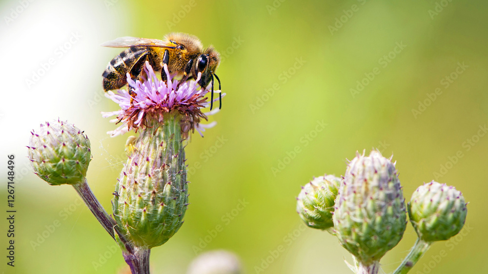a bee on a pink thorny flower and collects nectar. close-up, of thorny purple thistle and bee blossom bloom flower. Bee collects pollen on light green background. European honey bee, macro a bee on a pink thorny flower and collects nectar. close-up, of thorny purple thistle and bee blossom bloom flower. Bee collects pollen on light green background. European honey bee, macro