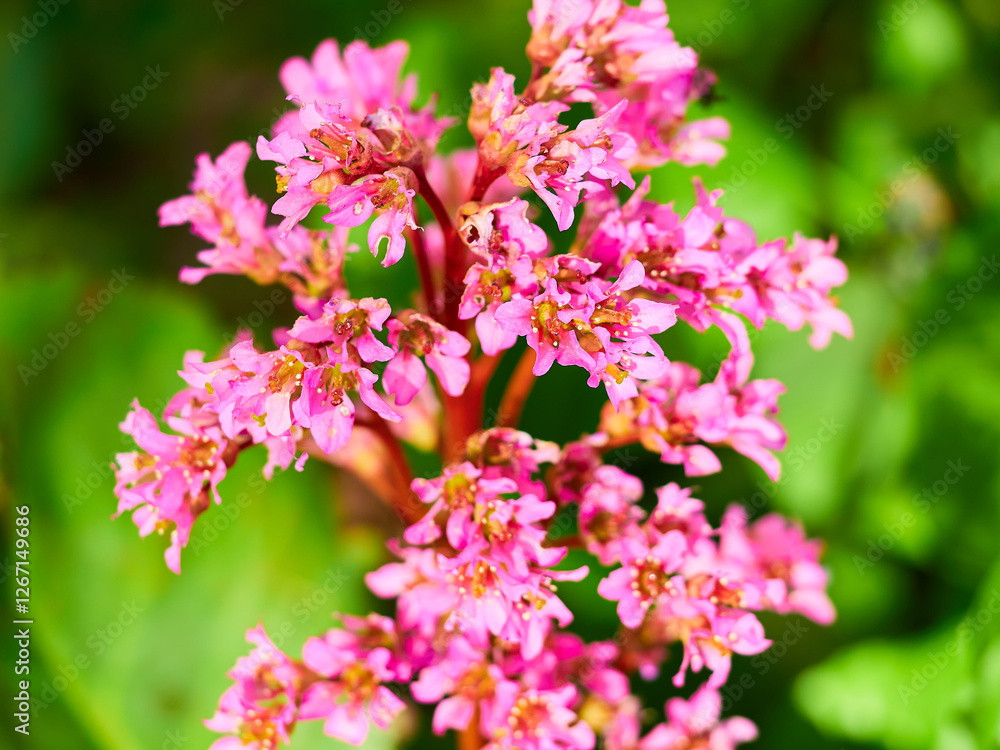 selective, selected, soft focus. pink bergenia crassifolia close-up in a green garden on a beautiful sunny spring day. background for designers, artists, computer desktop selective, selected, soft focus. pink bergenia crassifolia close-up in a green garden on a beautiful sunny spring day. background for designers, artists, computer desktop