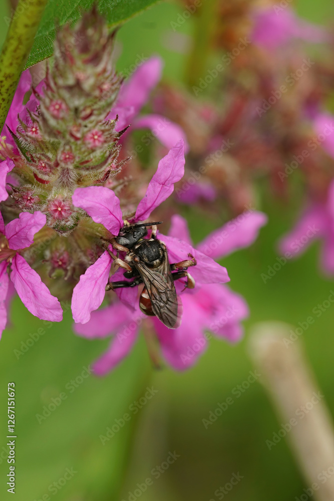 Fototapeta premium Closeup of the gorgeous, colorful cleptoparasite solitary bee, Epeoloides coecutiens drinking nectar