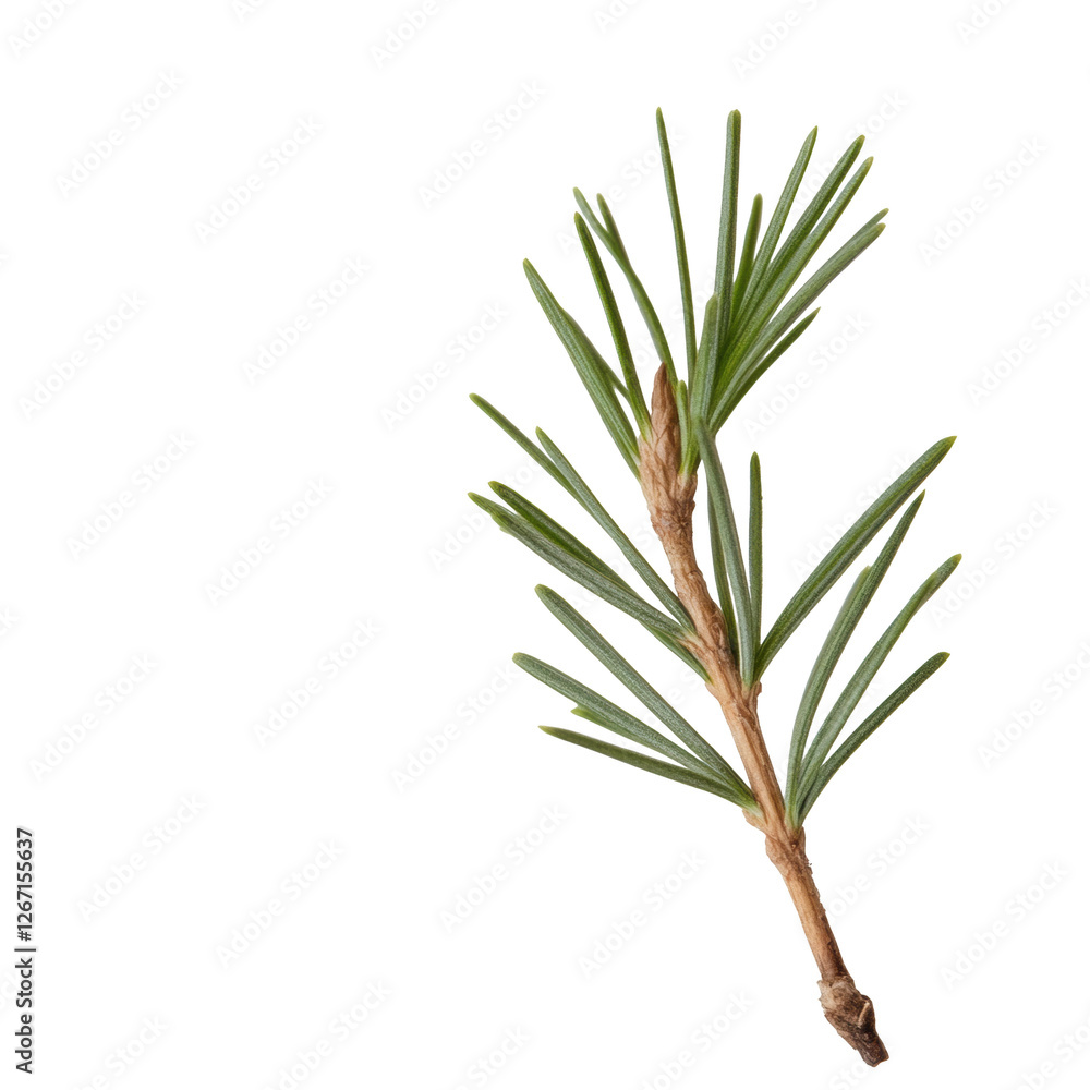 A slender green branch with a few brown spots is shown. The branch is thin and has a few brown spots on it, giving it a slightly weathered appearance A slender green branch with a few brown spots is shown. The branch is thin and has a few brown spots on it, giving it a slightly weathered appearance