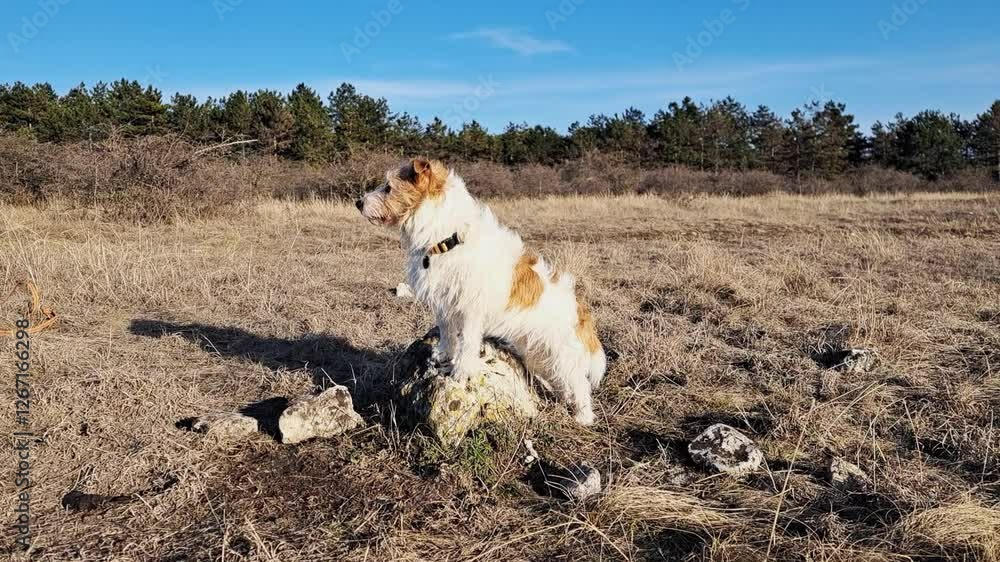Cute happy pet dog looks around standing on a stone during rest of the walk in the grass Cute happy pet dog looks around standing on a stone during rest of the walk in the grass