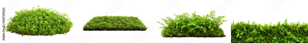 Verdant lush moss and foliage covering the ground in a tranquil peaceful forest scene Luxuriant green plants and vegetation creating a natural organic backdrop Verdant lush moss and foliage covering the ground in a tranquil peaceful forest scene Luxuriant green plants and vegetation creating a natural organic backdrop