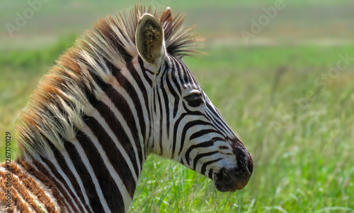 Portrait of a zebra foal.