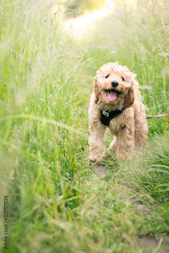 Happy cavapoo puppy having fun in a field