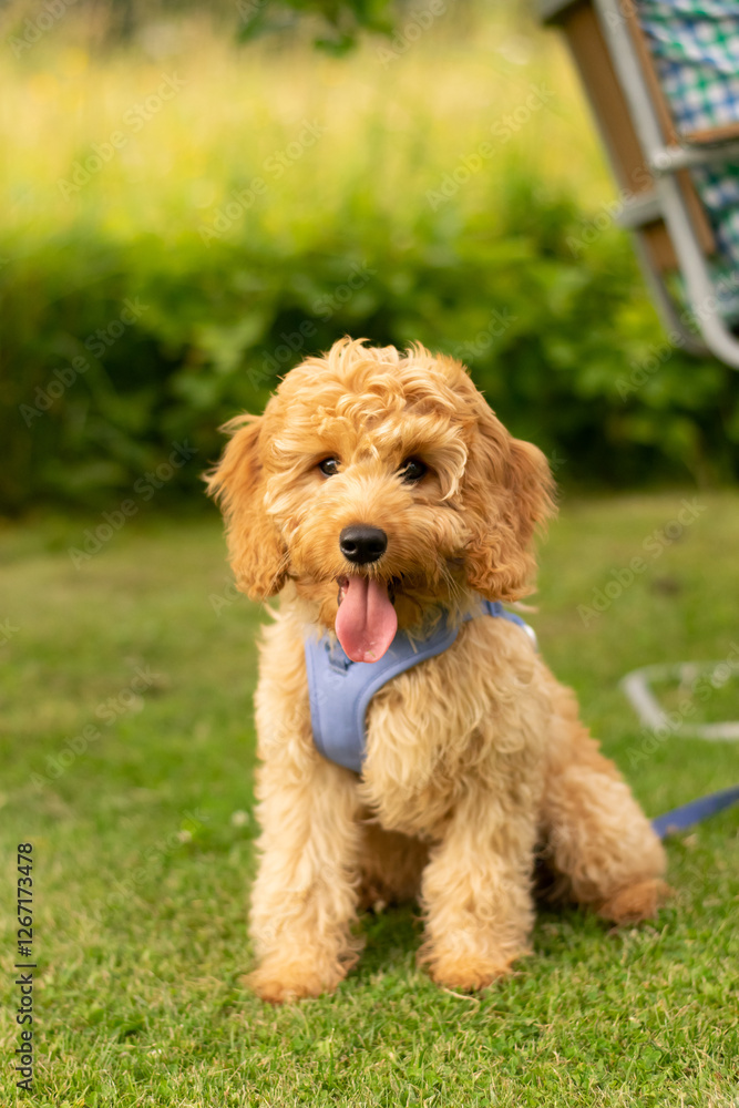 Cavapoo puppy sitting in the garden Cavapoo puppy sitting in the garden
