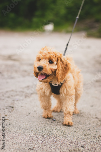 Cavapoo puppy at the beach #1