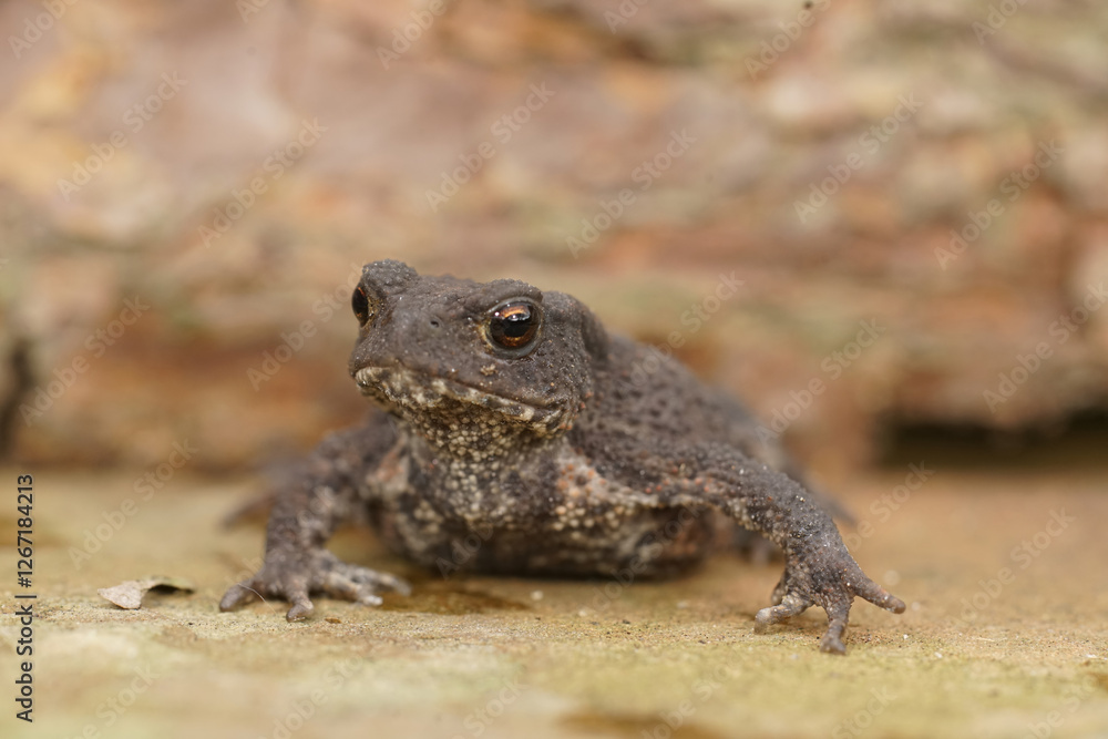 A closeup of a European common toad with mottled skin, posing alertly on a stone surface. A closeup of a European common toad with mottled skin, posing alertly on a stone surface.