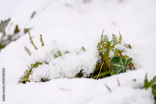 Wallpaper Mural A fern under the snow Torontodigital.ca