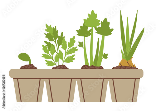 Vector illustration of growing vegetable seedlings at home. Vector isolated spring garden elements, seedlings. Vector illustration in flat style on white background