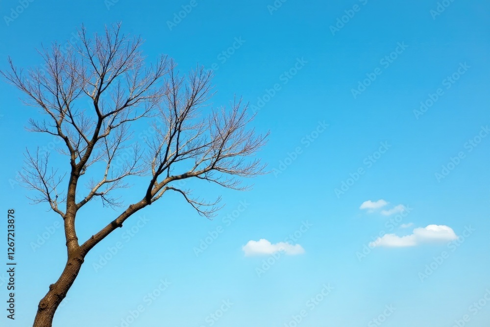 Fototapeta premium A bare tree branch against a clear blue sky with some light clouds, serene, bare