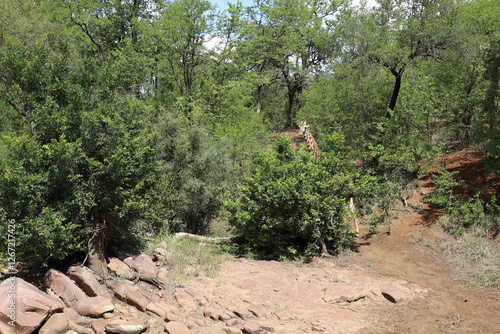 Photography Giraffe / Giraffe / Giraffa camelopardalis