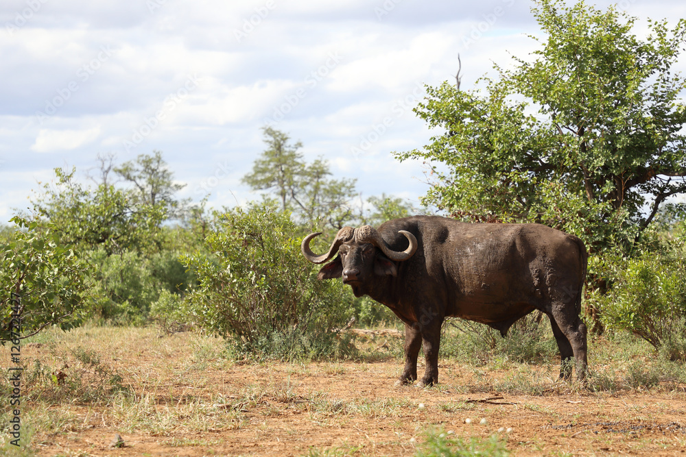 Kaffernbüffel / African buffalo / Syncerus caffer Kaffernbüffel / African buffalo / Syncerus caffer