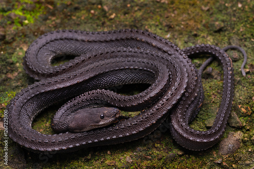 Dragon snake Xenodermus javanicus photo