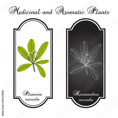 Plumeria sucuuba (Himatanthus sucuuba), ornamental and medicinal plant. Hand drawn botanical vector illustration
