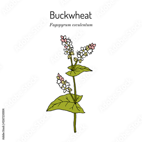 Buckwheat (Fagopyrum esculentum), edible and medicinal plant. Hand drawn botanical vector illustration