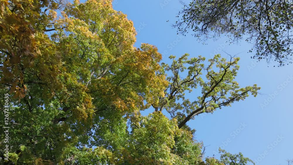 Golden autumn trees sway against a clear blue sky. The vibrant foliage captures the essence of a sunny fall day, showcasing nature's beauty in a tranquil, picturesque scene. Golden autumn trees sway against a clear blue sky. The vibrant foliage captures the essence of a sunny fall day, showcasing nature's beauty in a tranquil, picturesque scene.