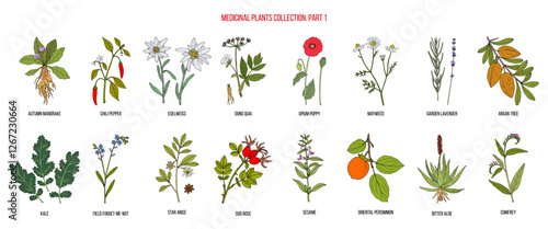 Collection of medicinal plants, part 1. Hand drawn botanical vector illustration