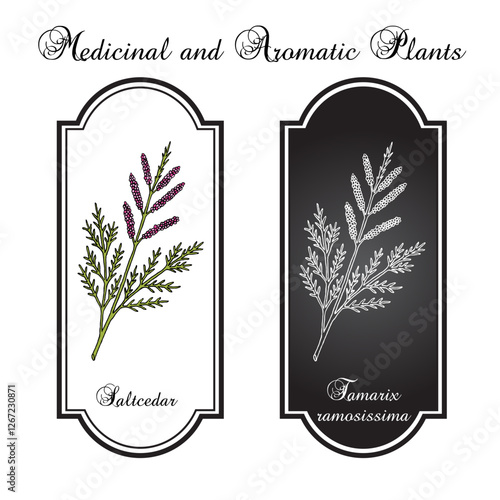Saltcedar (Tamarix ramosissima), ornamental and medicinal plant. Hand drawn botanical vector illustration