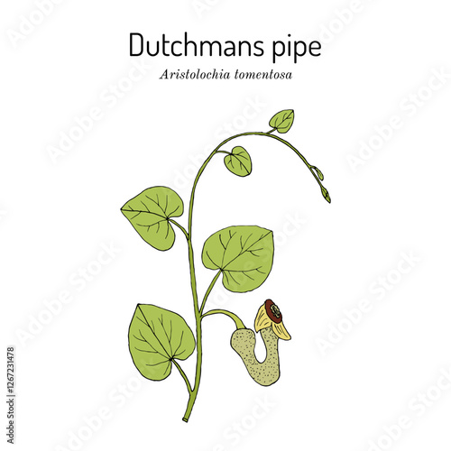 Dutchmans pipe (Aristolochia tomentosa), medicinal plant. Hand drawn botanical vector illustration