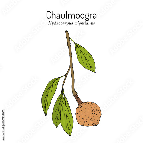 Chaulmoogra (Hydnocarpus wightianus), medicinal plant. Hand drawn botanical vector illustration