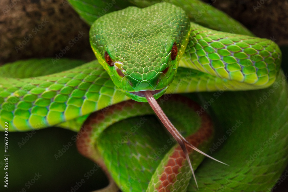 Obraz premium Green white lipped pit viper Trimeresurus insularis