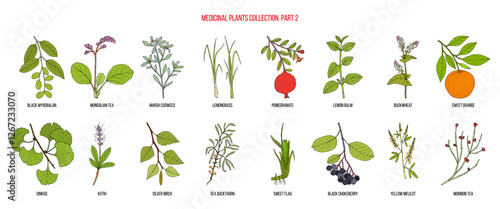 Collection of medicinal plants, part 2. Hand drawn botanical vector illustration