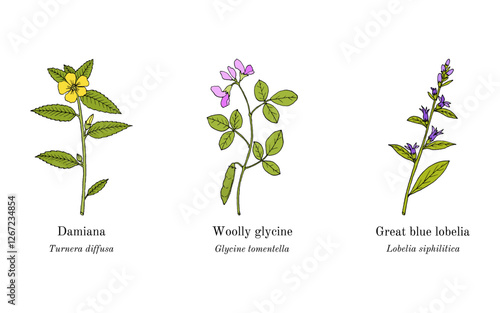 Collection of edible and medicinal plants. Hand drawn botanical vector illustration