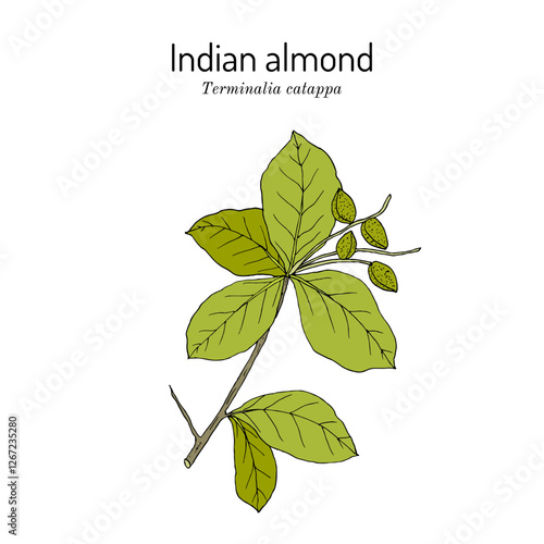 Indian Almond (Terminalia catappa), edible and medicinal plant. Hand drawn vector illustration