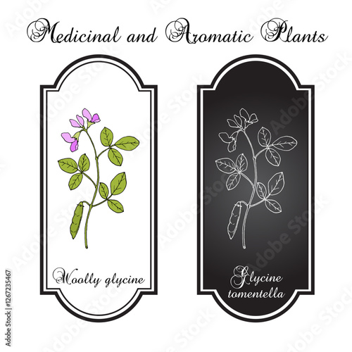 Woolly glycine (Glycine tomentella), medicinal plant. Hand drawn botanical vector illustration