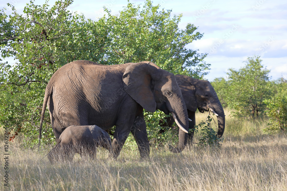 Fototapeta premium Afrikanischer Elefant / African elephant / Loxodonta africana