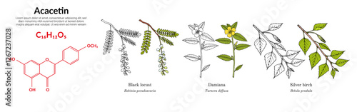 Acacetin plant flavonol, found in black locust, damiana, silver birch, molecular structure formula. Vector illustration