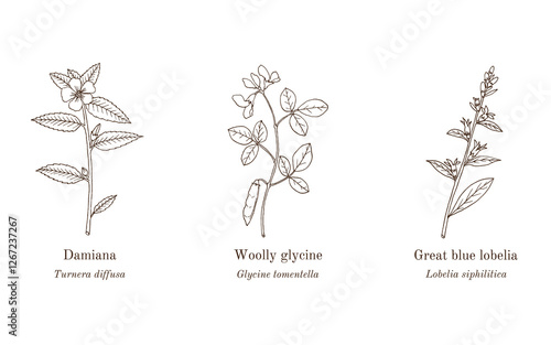 Collection of edible and medicinal plants. Hand drawn botanical vector illustration