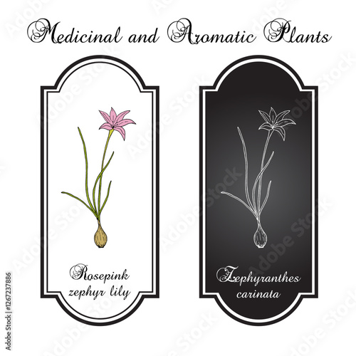 Rosepink zephyr lily (Zephyranthes grandiflora), ornamental and medicinal plant. Hand drawn botanical vector illustration