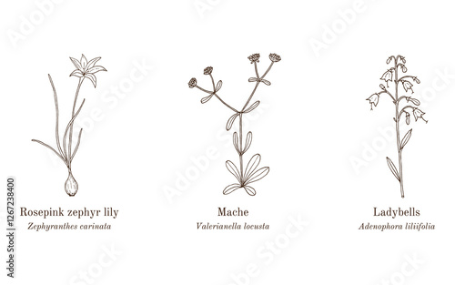 Collection of edible and medicinal plants. Hand drawn botanical vector illustration