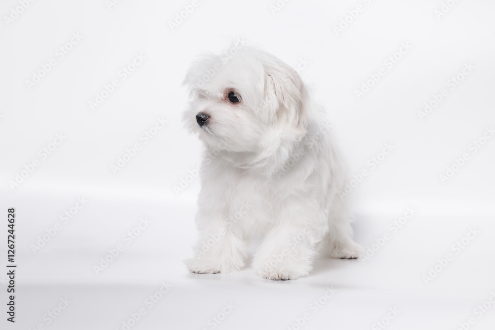 Portrait of a cute Maltese breed puppy. A small dog licking lips on a bright fashionable gray background. Portrait of a cute Maltese breed puppy. A small dog licking lips on a bright fashionable gray background.