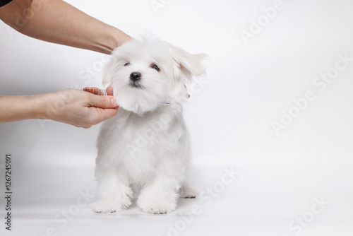 Photography Cute white Maltese dog in a beauty salon for dogs on grooming procedures