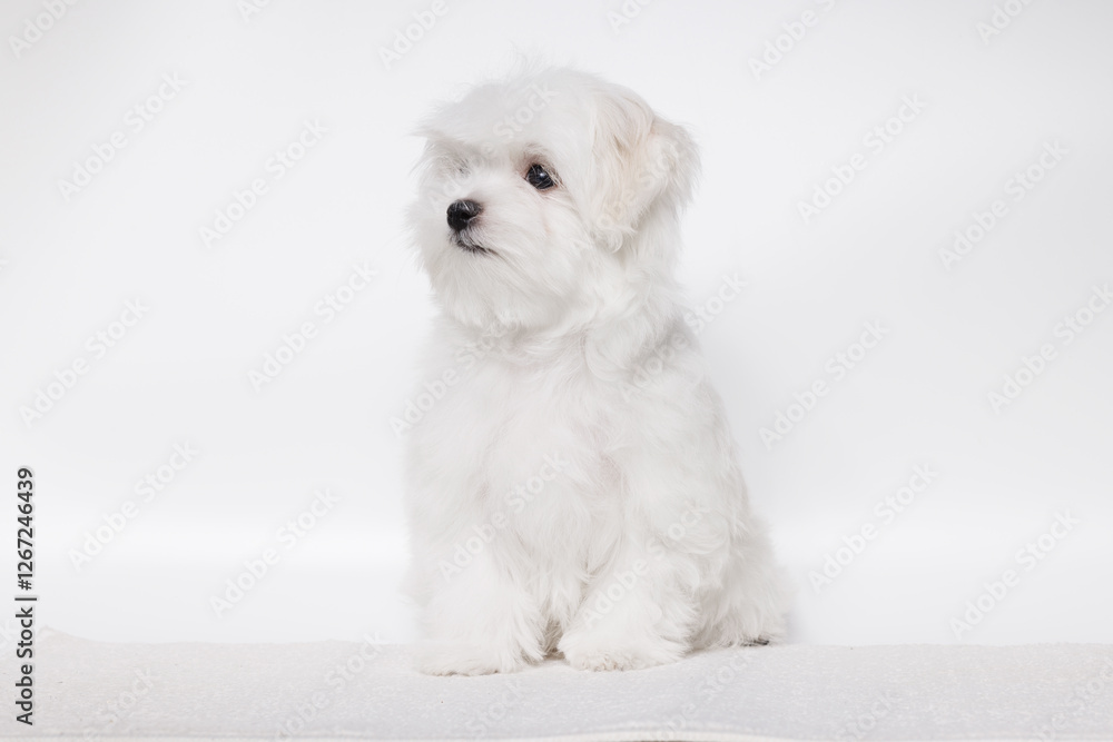 Portrait of a cute Maltese breed puppy. A small dog licking lips on a bright fashionable gray background. Portrait of a cute Maltese breed puppy. A small dog licking lips on a bright fashionable gray background.