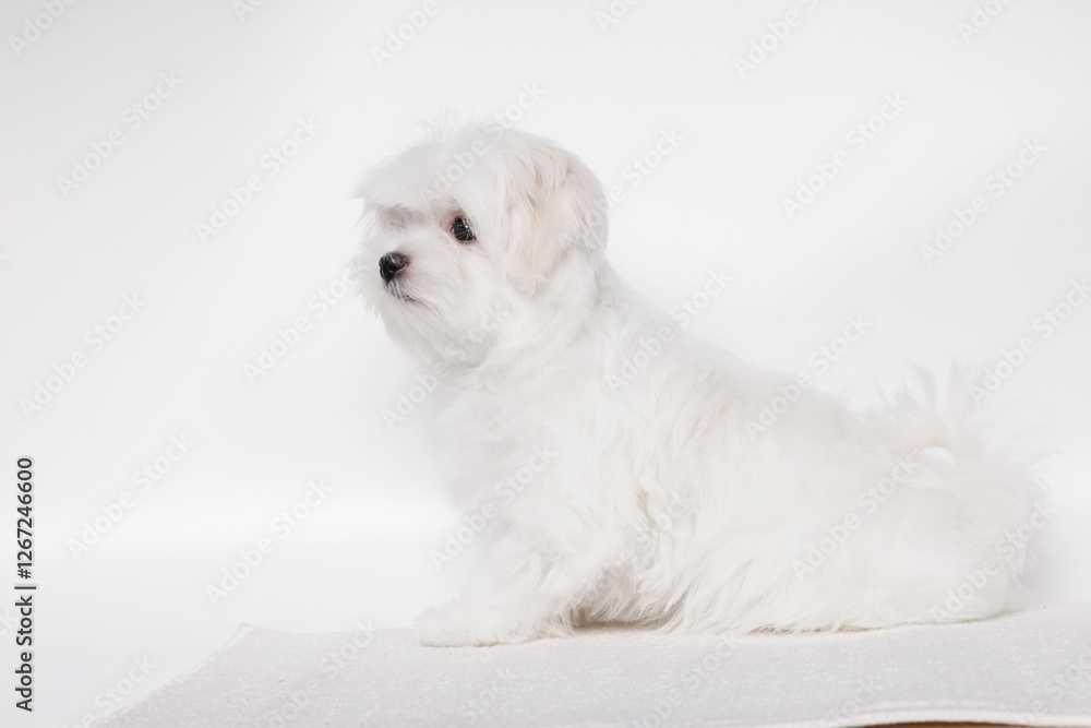 Portrait of a cute Maltese breed puppy. A small dog licking lips on a bright fashionable gray background. Portrait of a cute Maltese breed puppy. A small dog licking lips on a bright fashionable gray background.