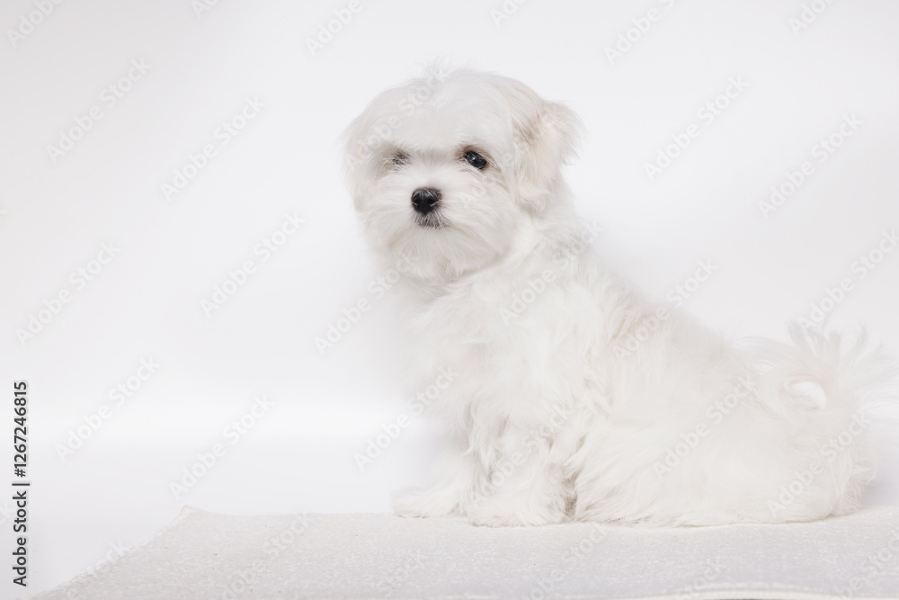 Portrait of a cute Maltese breed puppy. A small dog licking lips on a bright fashionable gray background. Portrait of a cute Maltese breed puppy. A small dog licking lips on a bright fashionable gray background.