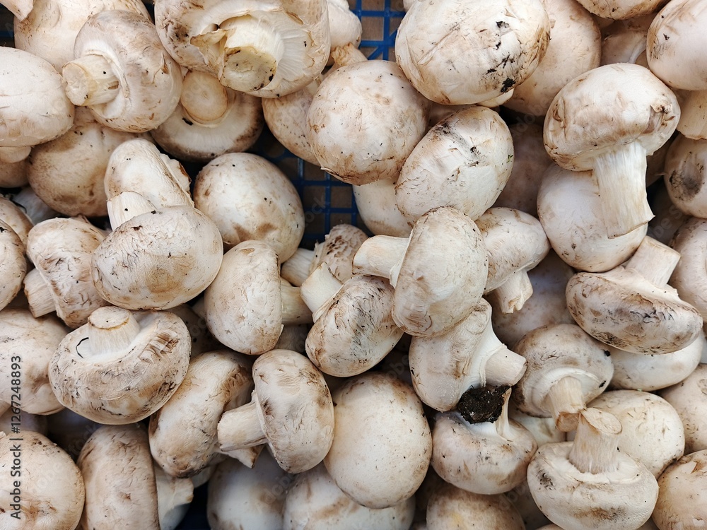 mushrooms on the market mushrooms on the market