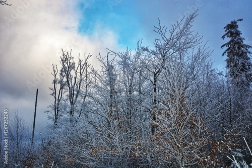 Fototapeta Naklejka Na Ścianę i Meble -  trees in the fog