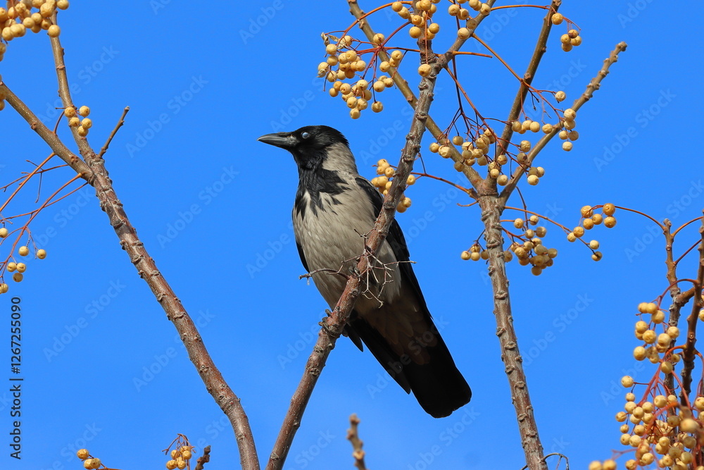 A grey crow sits on tree. A grey crow sits on tree.