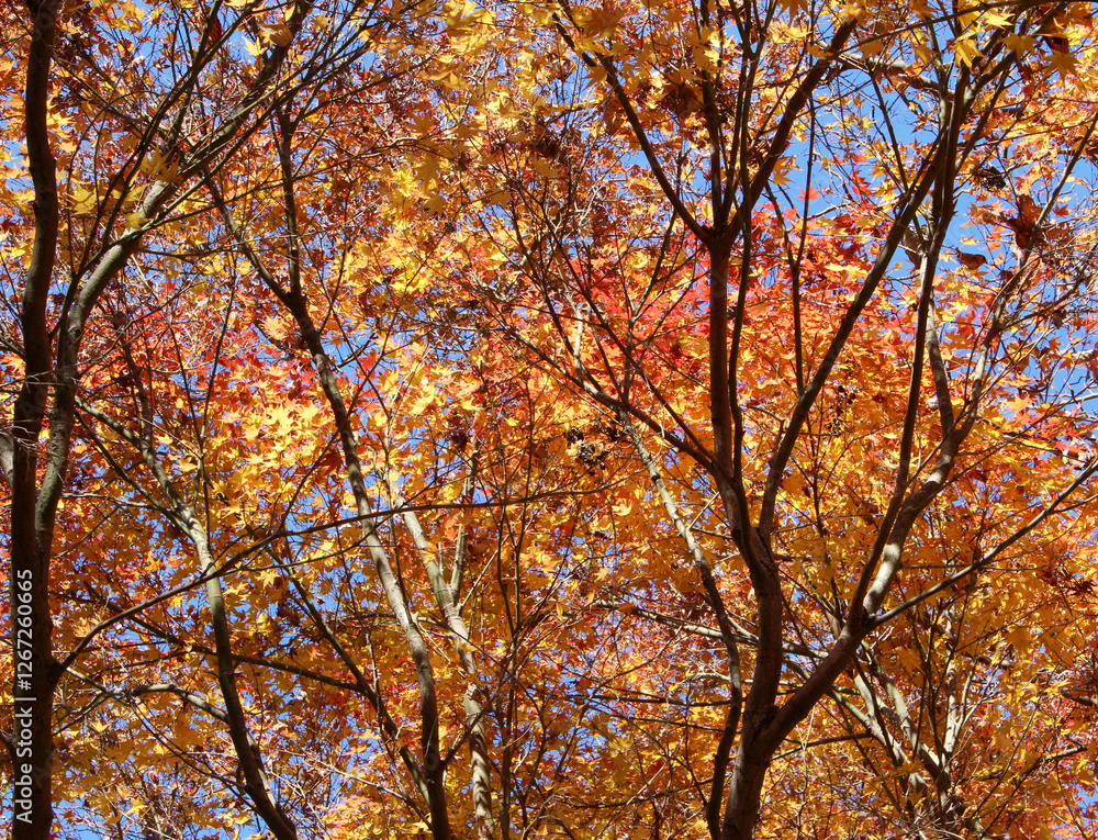 Beautiful yellow, orange and red leaves of maple tree in autumn. Trees with bright foliage in fall. Colorful foliage against the blue sky background. Beautiful yellow, orange and red leaves of maple tree in autumn. Trees with bright foliage in fall. Colorful foliage against the blue sky background.