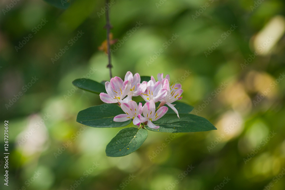 Pink honeysuckle flowers in close-up. A bush of flowering honeysuckle in the garden. Pink honeysuckle flowers in close-up. A bush of flowering honeysuckle in the garden.