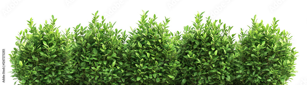 Lush green bushes with dense foliage, isolated on transparent cutout background Lush green bushes with dense foliage, isolated on transparent cutout background