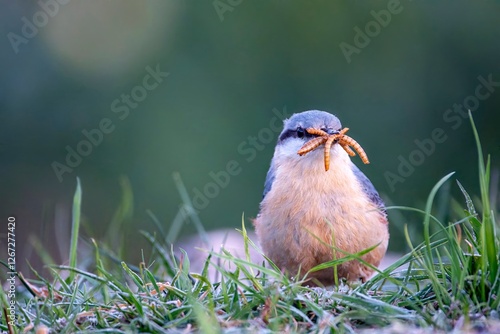 Eurasian nuthatch with mealworms in its beak.