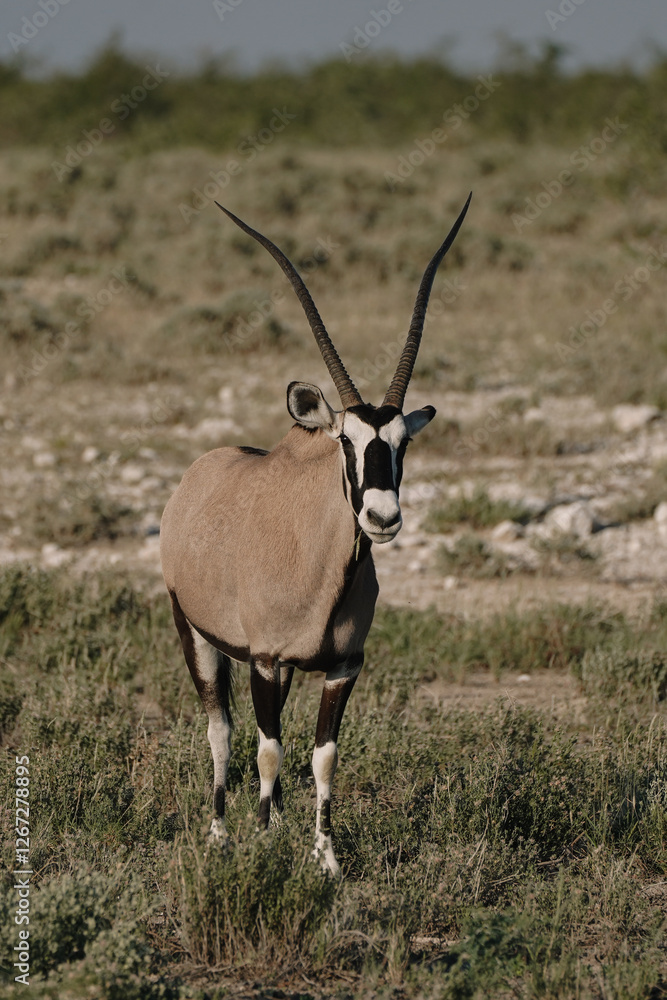 One beautiful gemsbok walking in the savannah in the Namibian Etosha National Park. One beautiful gemsbok walking in the savannah in the Namibian Etosha National Park.